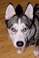Siberian husky dog