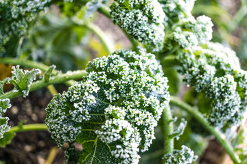 Naklejka premium Frostschäden an Gemüse