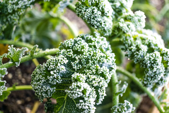 Frostsch&auml;den an Gem&uuml;se