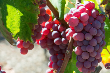 Bunch of red grapes in the vineyard close up