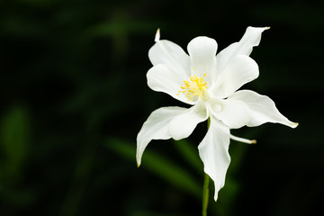 Columbine