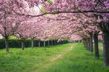 Fototapeta premium Flowering cherry trees