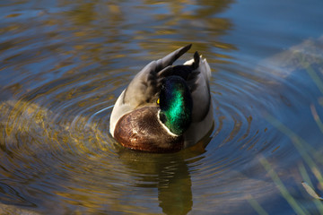 canard sauvage col-vert sur un étang