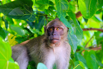 The Island of monkeys, Thailand
