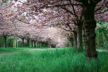 Flowering cherry trees