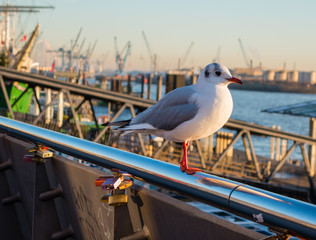 Naklejka premium Möwe am Hamburger Hafen
