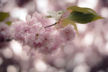 Flowering cherry trees