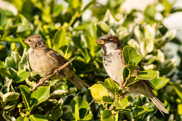 Sparrow On A Bush F