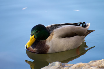 canard sauvage col-vert sur un étang