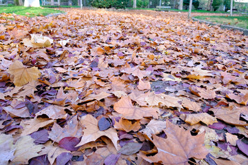 The O'donell park in autumn in Alcala de Henares, Madrid Spain