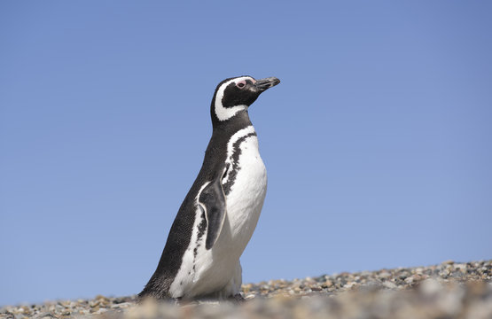 Magallanic Penguin (Spheniscus Magallanicus), Atlantic Coast, Patagonia, Argentina. 