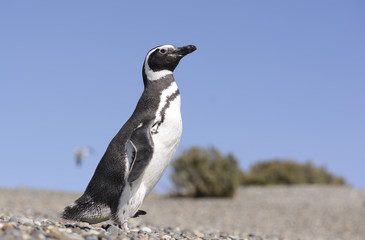 Magallanic Penguin (Spheniscus Magallanicus), Atlantic Coast, Patagonia, Argentina. 