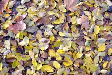 The O'donell park in autumn in Alcala de Henares, Madrid Spain