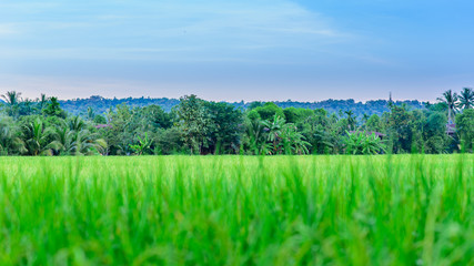 Traditional farmer's hut in the rice field , Chiangmai, Thailand