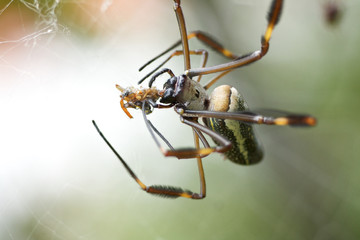  ara&ntilde;a de seda dorada (Nephila clavipes) 5