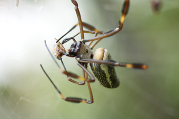  ara&ntilde;a de seda dorada (Nephila clavipes) 4