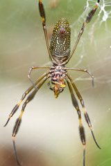  araña de seda dorada (Nephila clavipes) 3