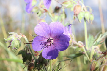 Sornflower field.