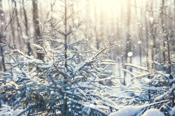 Winter fir tree. vintage stylization