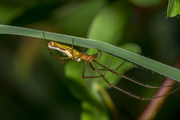 Tetragnathidae