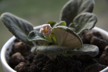 A beautiful flower near the window.