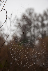 A spider on the web.