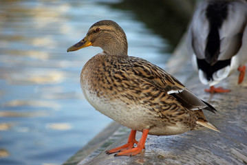 Canne de colvert au bord d'un bassin