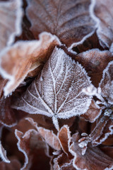 Beech hedge with frost on the leaves.
Leaf closeup, nicely textured by the frost.