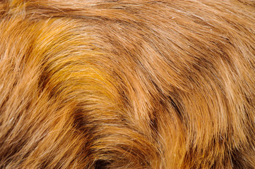 One guinea pig merino pelage closeup image