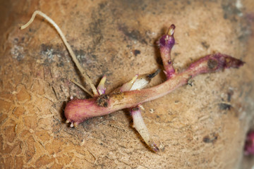 Old potatoes with sprouts macro shoot.