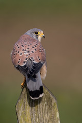 Kestrel perched on a fence post looking over its shoulder with green grass field in background.