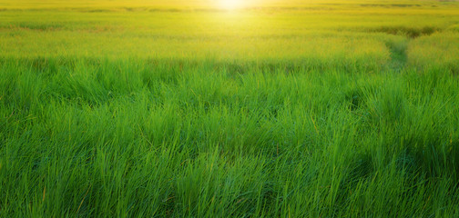 Fototapeta na wymiar Green grass field in soft sunset