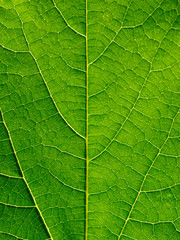 Plakat close up of green leaf texture