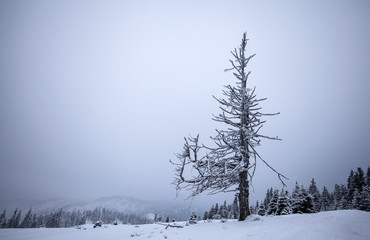 Winter landscape with snow covered forest