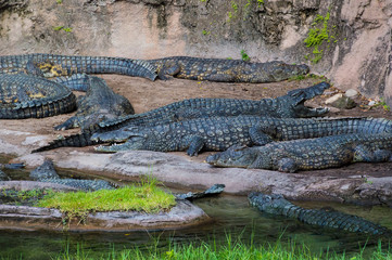 Nile Crocodiles