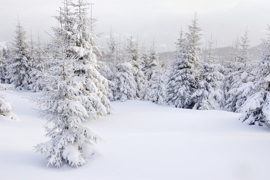 Christmas trees under heavy snow in mountains