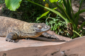 Komodo dragon