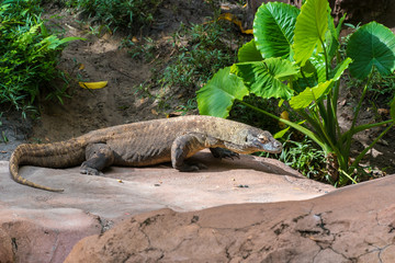 Komodo dragon