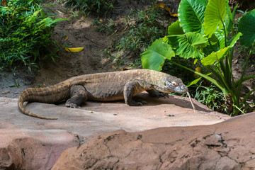 Komodo dragon