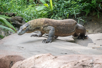 Komodo dragon