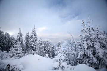 Obraz premium Christmas background with snowy fir trees