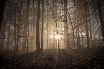 Sonnenstrahlen im nebligen Wald