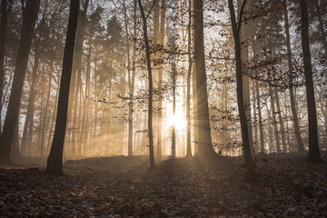Sonnenstrahlen im nebligen Wald