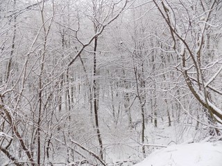 Snowy forest during winter, many snow in forest