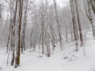 Snowy forest during winter, many snow in forest