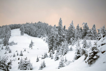 Winter landscape with snow covered forest