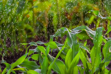 Irrigation of corn stalks. Green background with falling water drops. The stems of the rain drops....