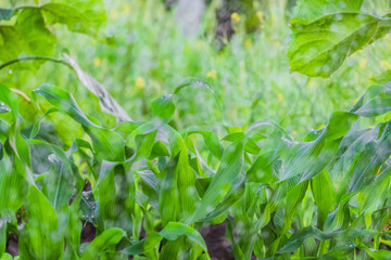 Blurred green background of the garden with corn and sunflower stalks © nskyr2