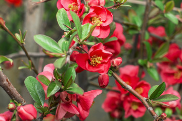 Chaenomeles Japanese, Japanese quince, beautiful flowering shrub