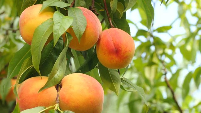 Five yellow-orange peaches on green banch, wind blowing moving leaves, blue sky on backgrounds, bright sunny day, blurred background, peach garden. Close up, shallow DOF, 4K Ultra HD.
